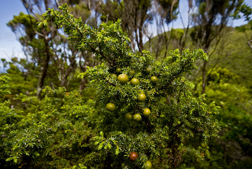 Caldeirão