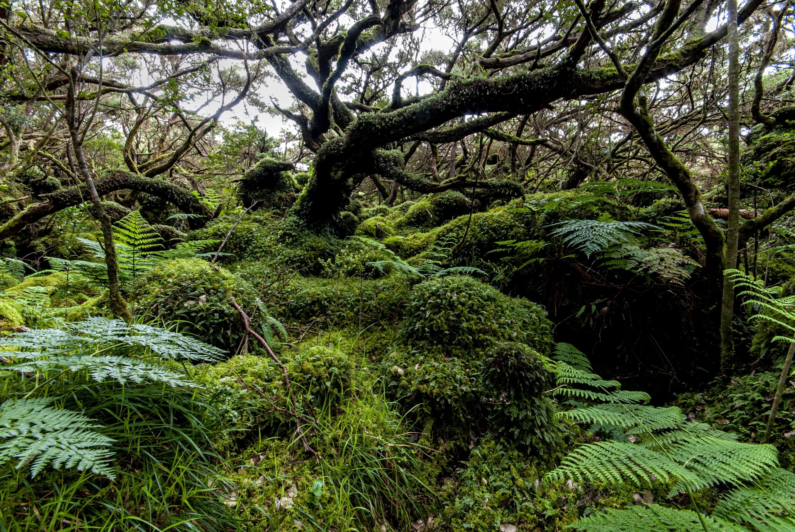 Bosque da Junqueira