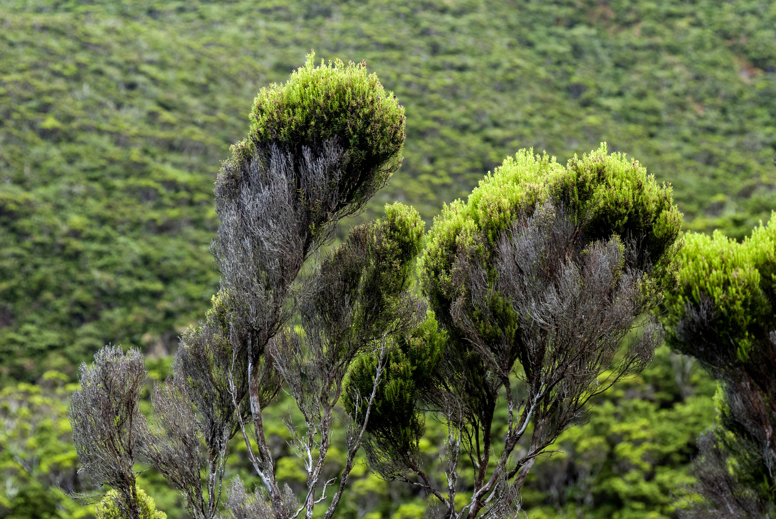 Pico da Urze