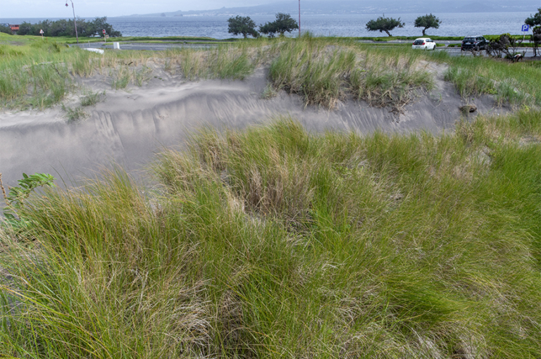 1320 – Prados de Spartina (Spartinion maritimae)
