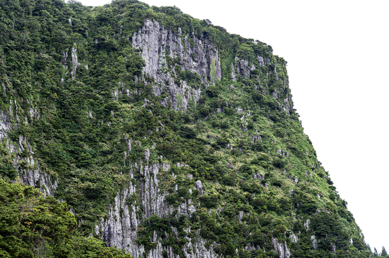 8220 – Vegetação casmofítica das falésias rochosas siliciosas