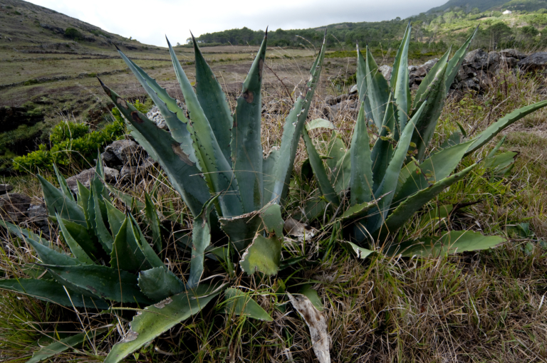 Piteira, Agave