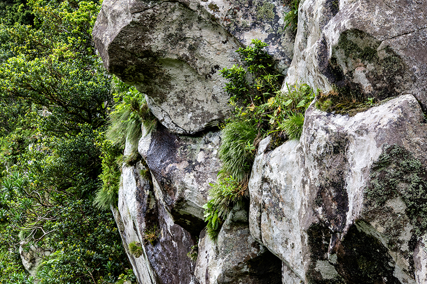 8230 – Vegetação pioneira de superfícies rochosas