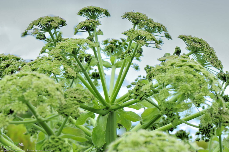 Angelica lignescens