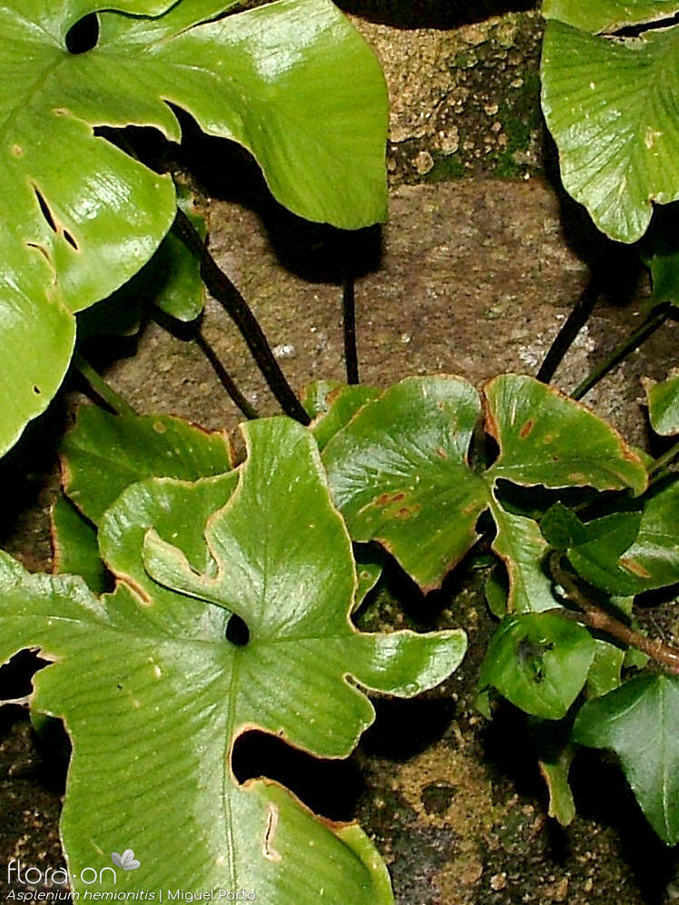 Feto-hera