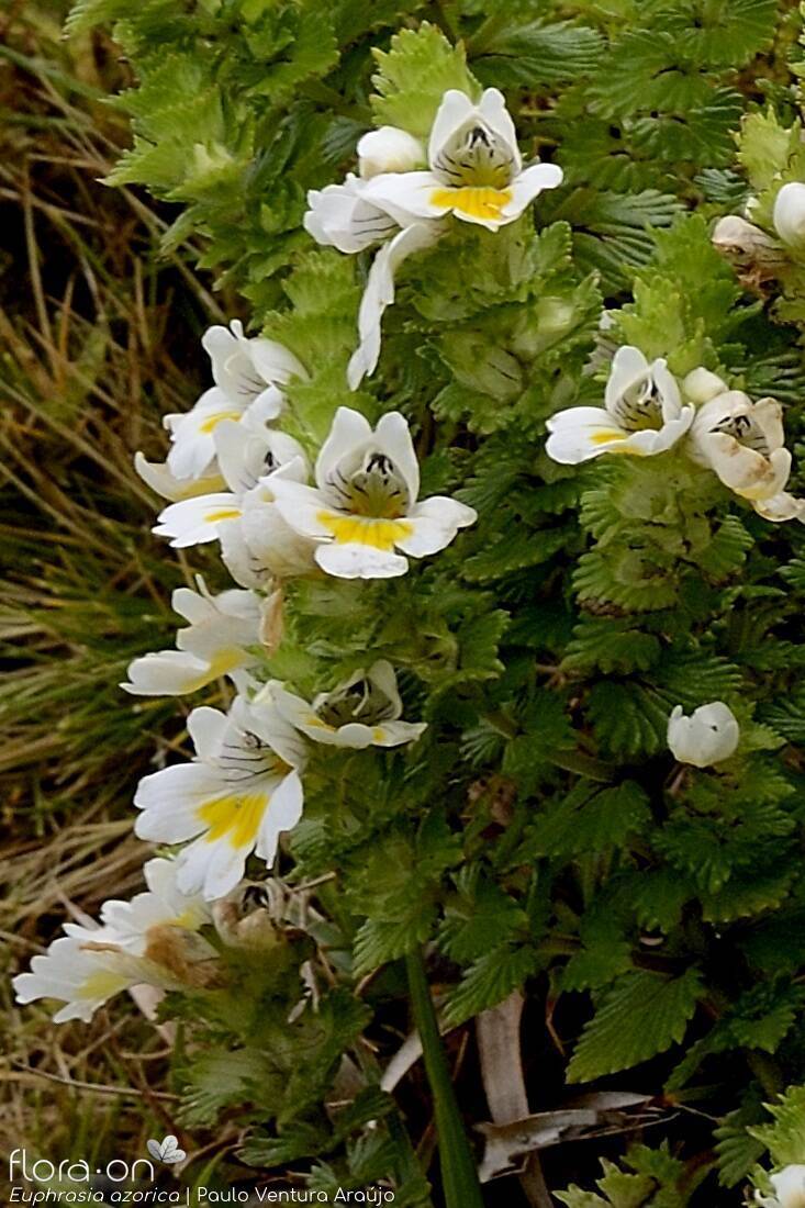 Euphrasia azorica