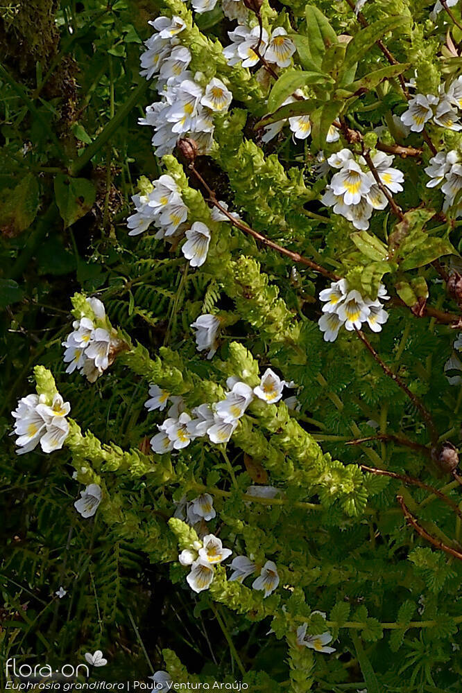 Euphrasia grandiflora