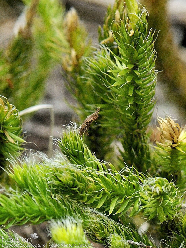 Lycopodium spp.