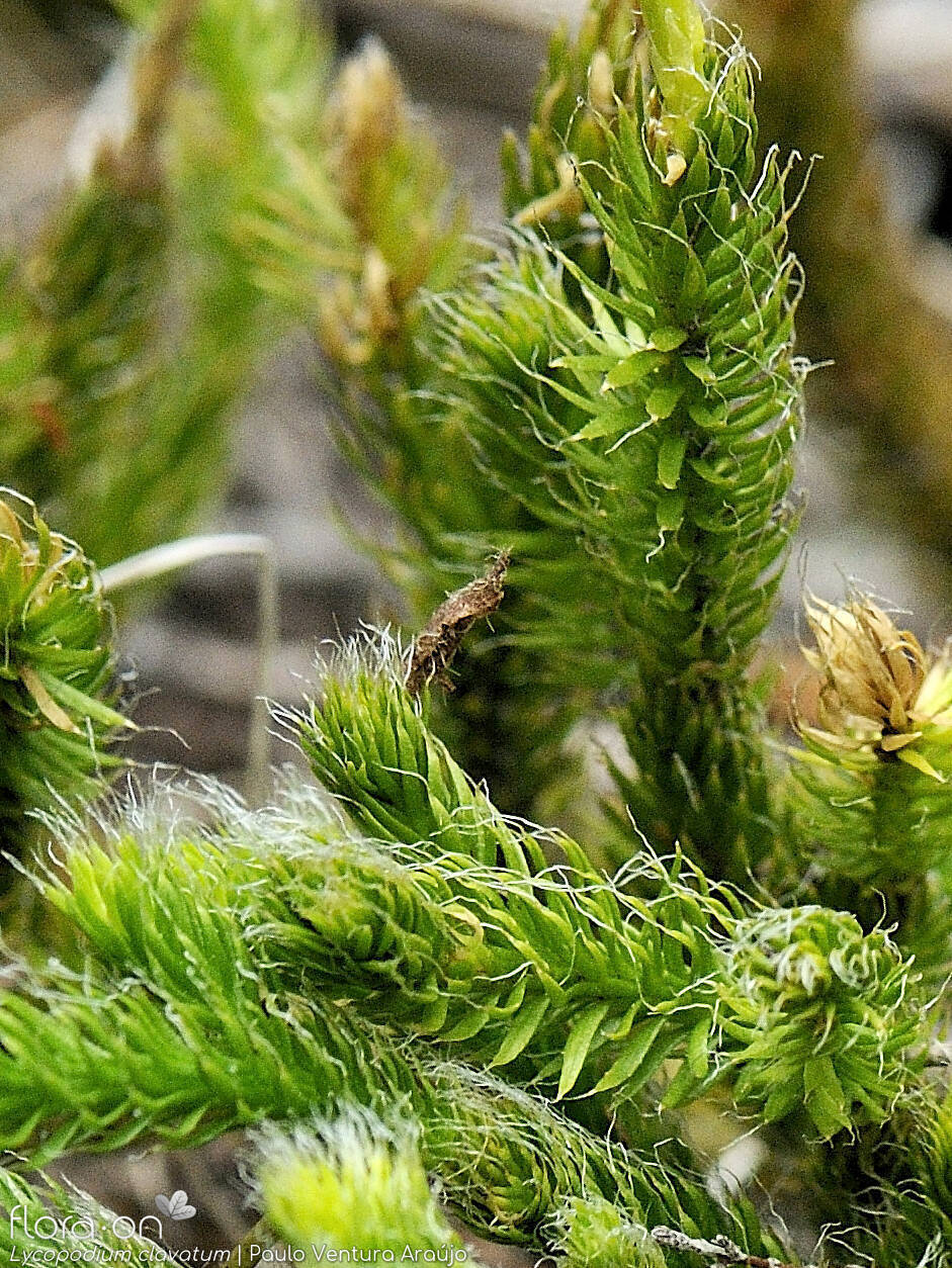 Lycopodium spp.