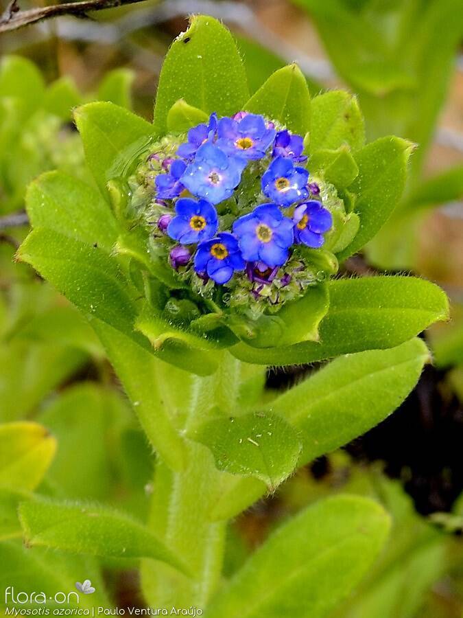 Myosotis azorica