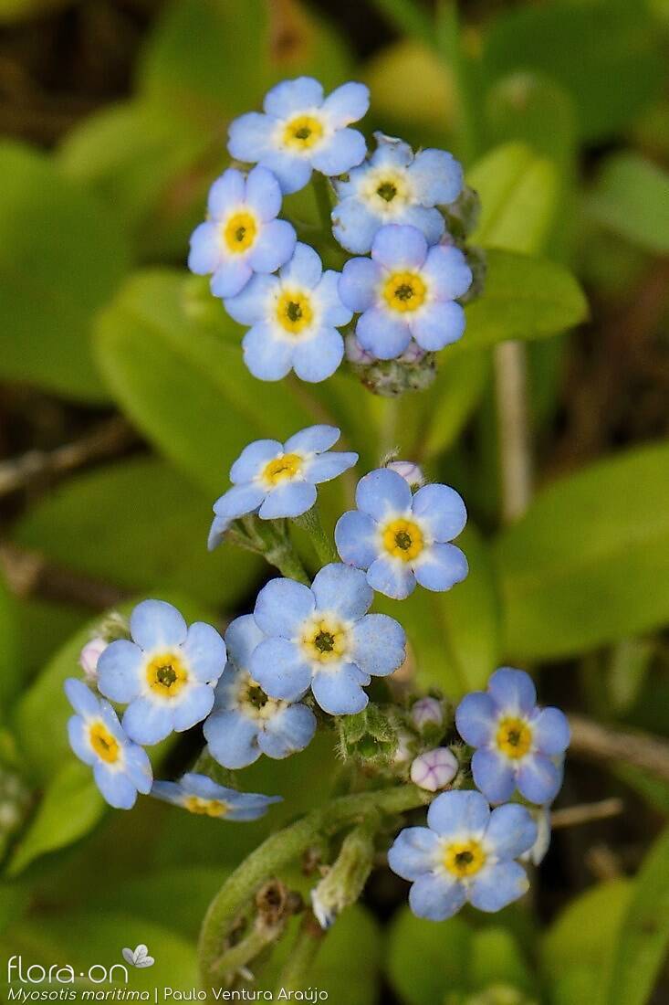 Myosotis maritima