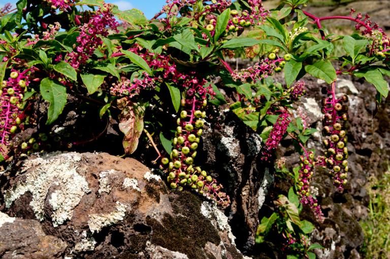 Tintureira, Baga-moira, Uva-de-cão
