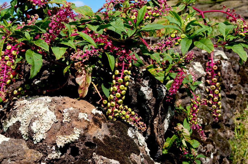 Tintureira, Baga-moira, Uva-de-cão