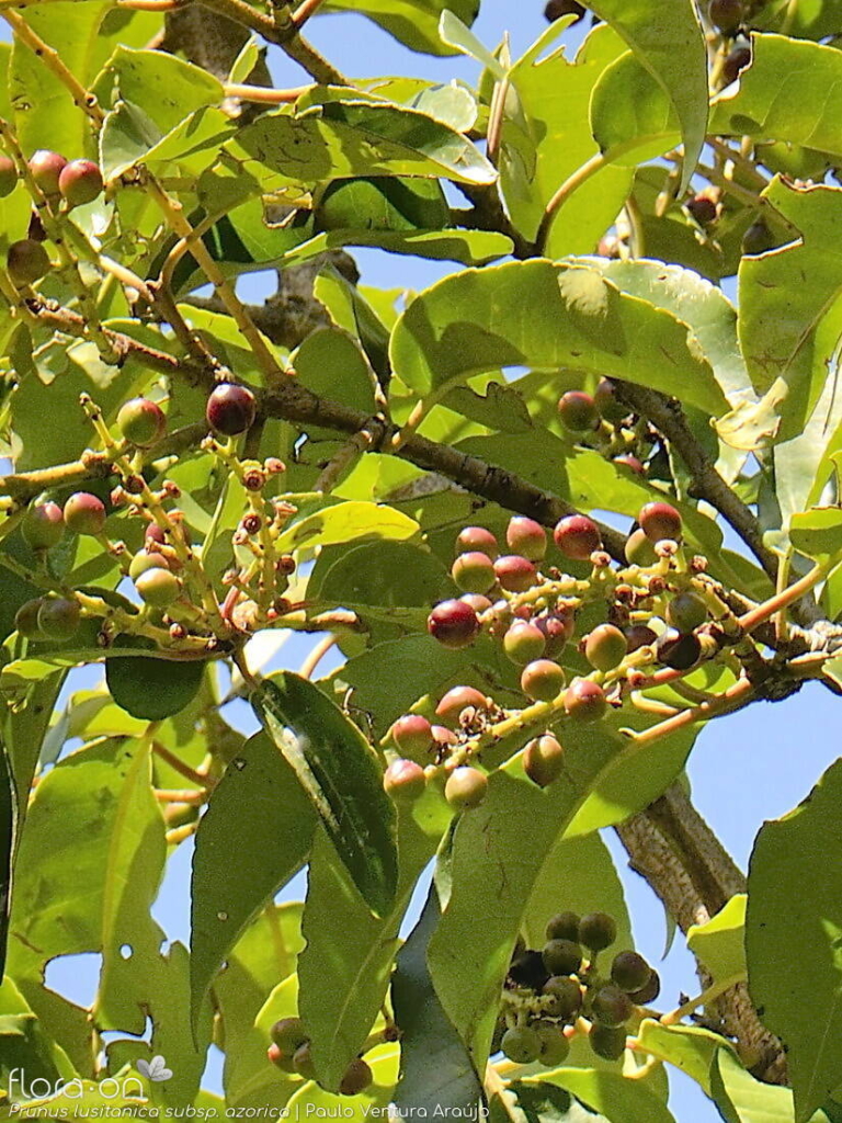 Ginja-dos-Açores, Ginjeira-brava