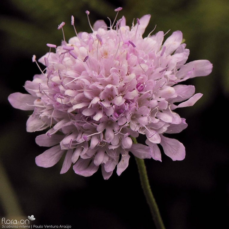 Scabiosa nitens