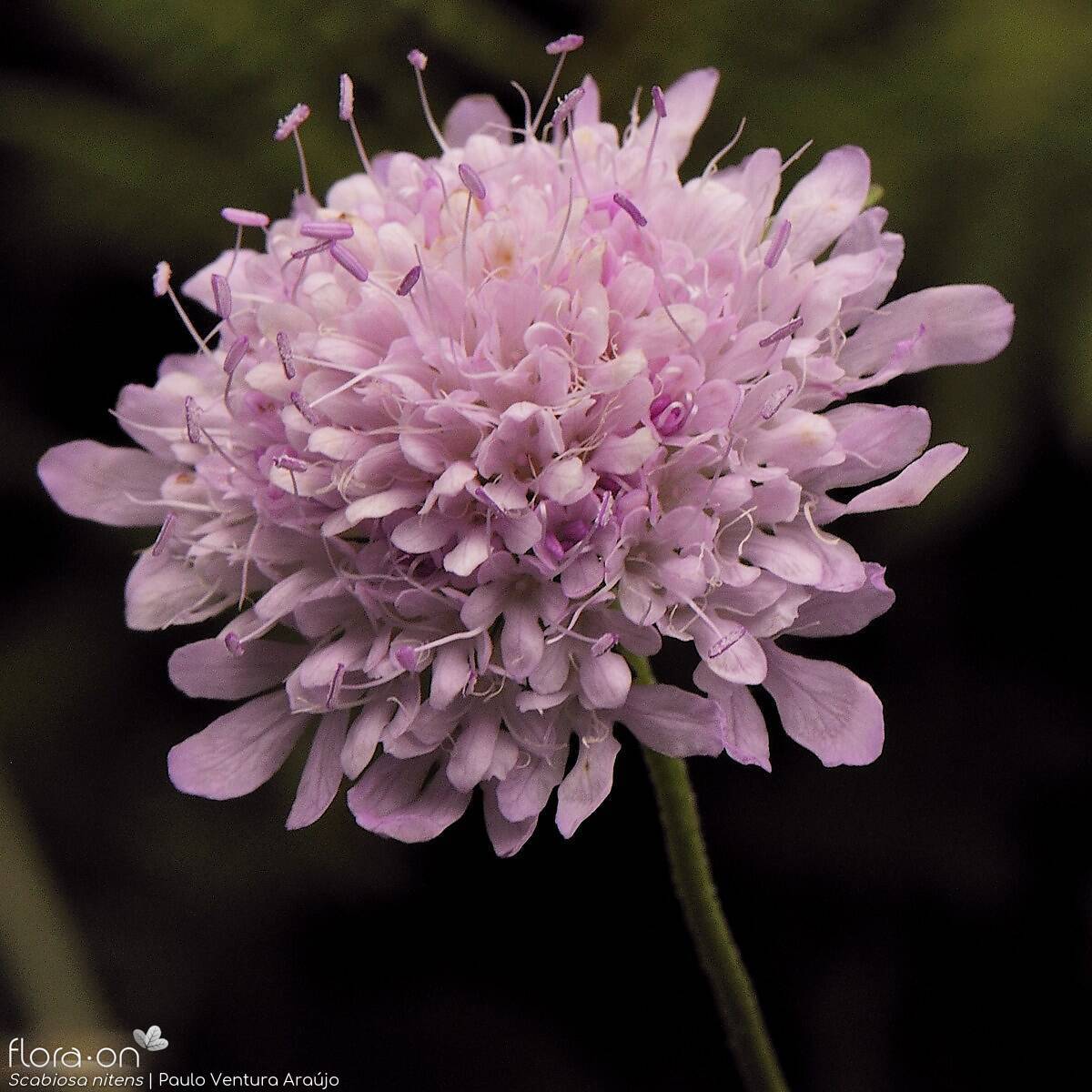 Scabiosa nitens