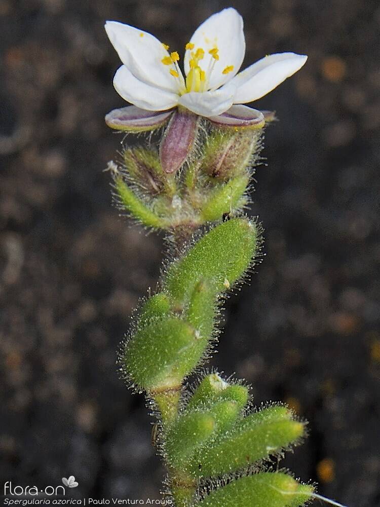 Spergularia azorica