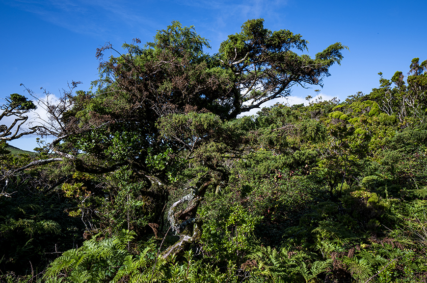 9560 – Florestas macaronésicas de Juniperus spp.