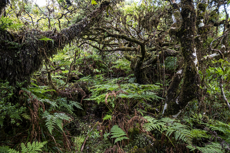 9360 – Laurissilvas macaronésicas