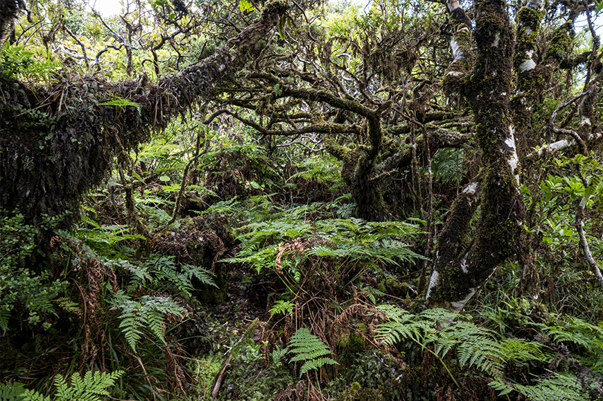 9360 – Laurissilvas macaronésicas