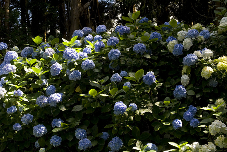 Hortênsia