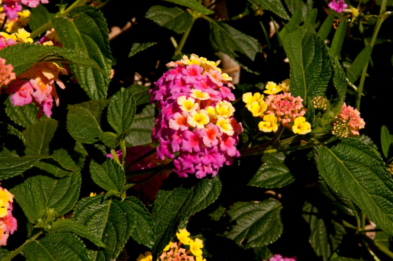 Lantana