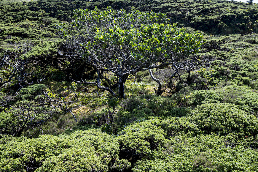 91D0 – Turfeiras arborizadas