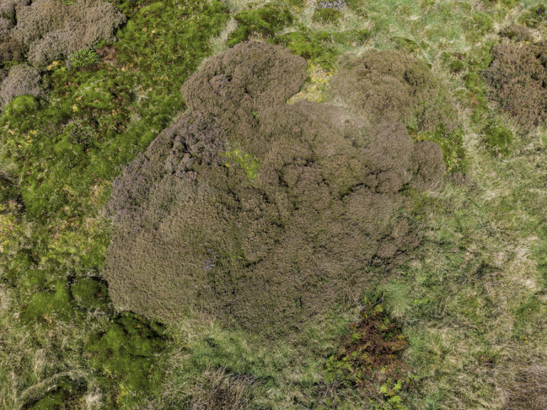 7130 – Turfeiras de cobertura