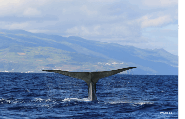 Baleia-azul