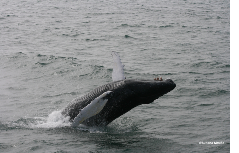 Baleia-de-bossas