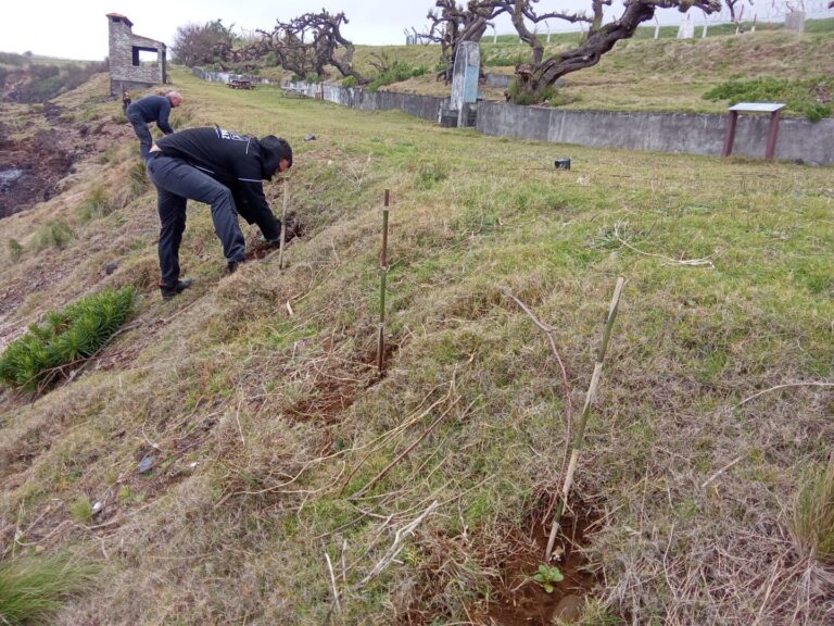 2026.04.13 – Plantação de Azorina vidalii no Porto de Castelo Branco – Faial