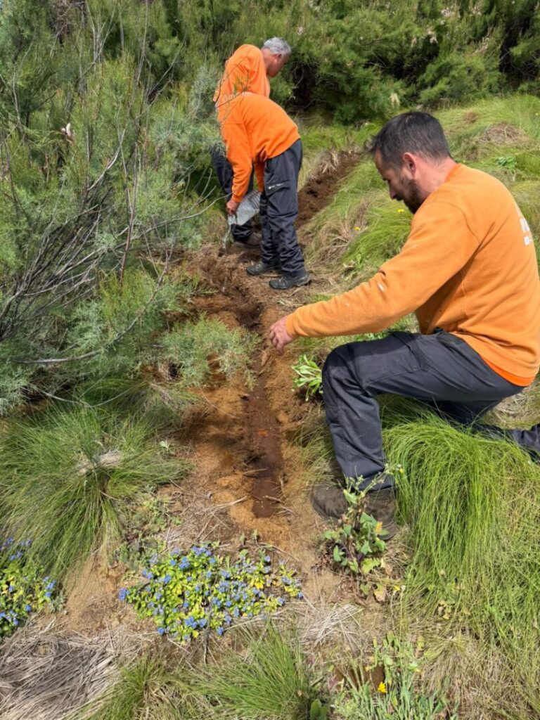 2026.04.21 – Plantações de espécies endémicas – Graciosa