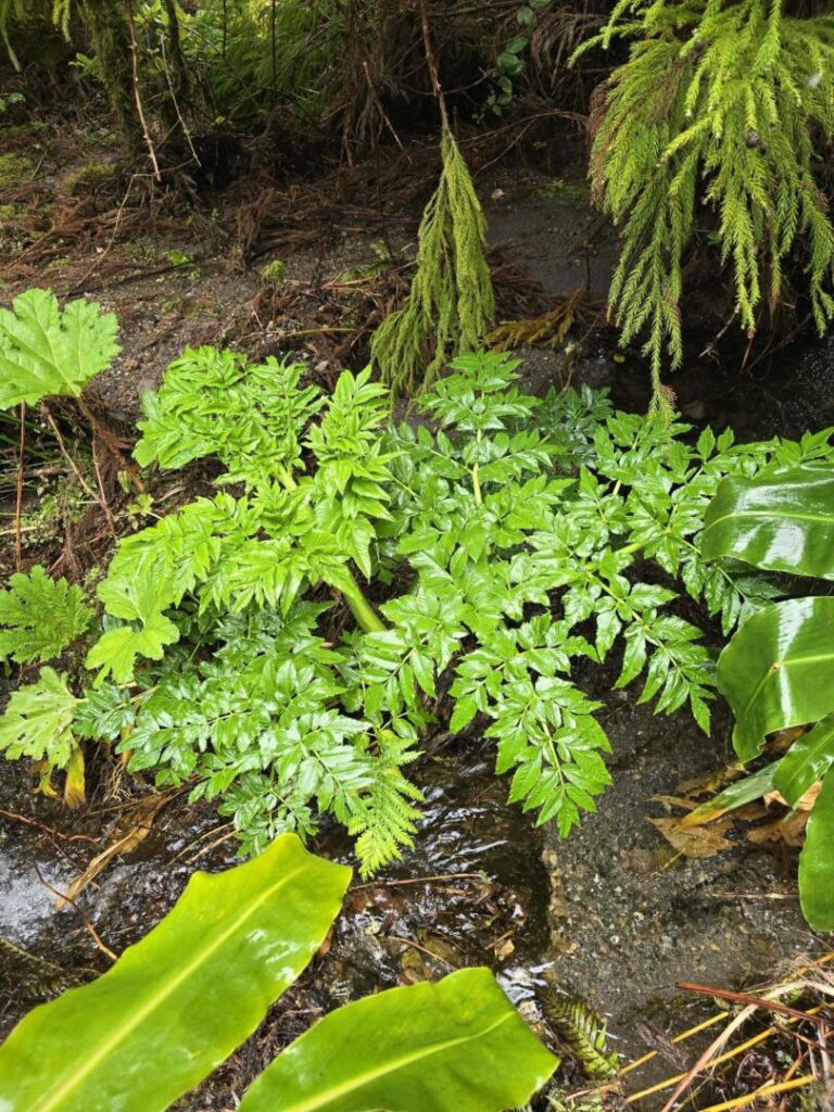 2026.03.16 – Nova população de Angelica lignescens – São Miguel