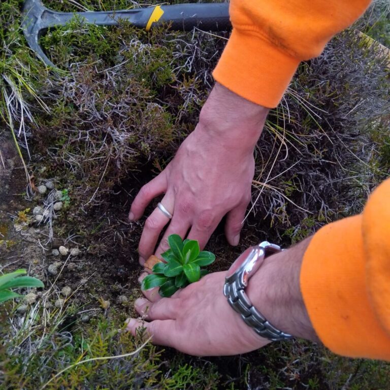 2026.03.25 – Plantação de Euphorbia stygiana em São Miguel