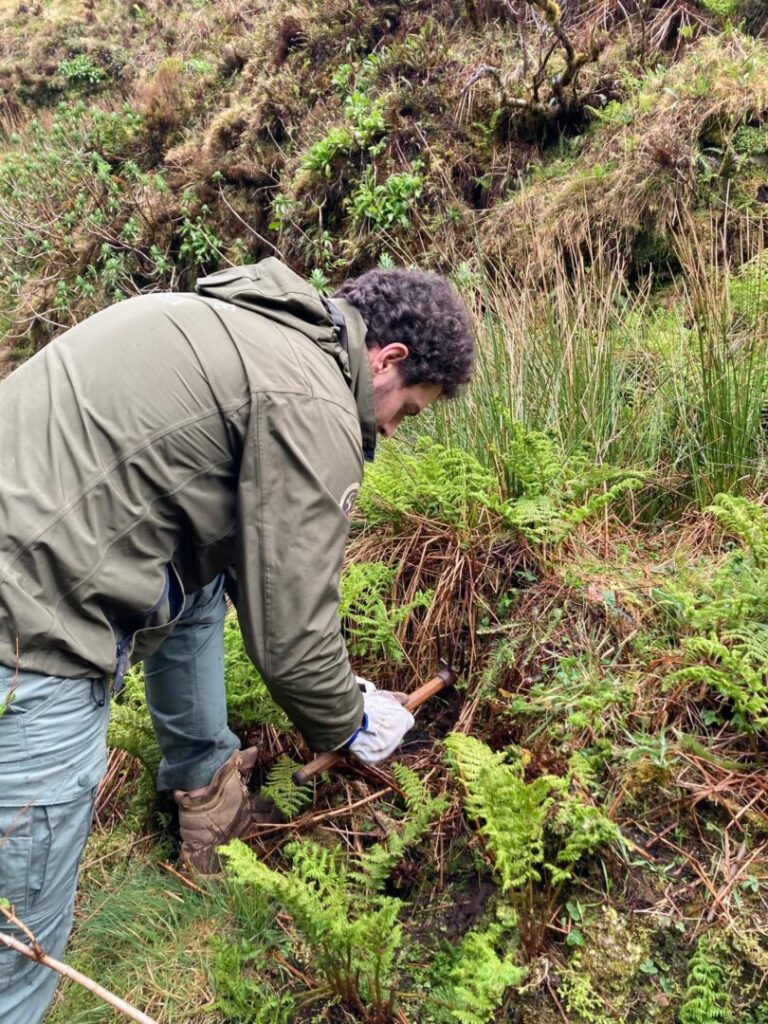 2026.03.31 – Plantação de espécies endémicas na Ribeira da Lomba – Faial
