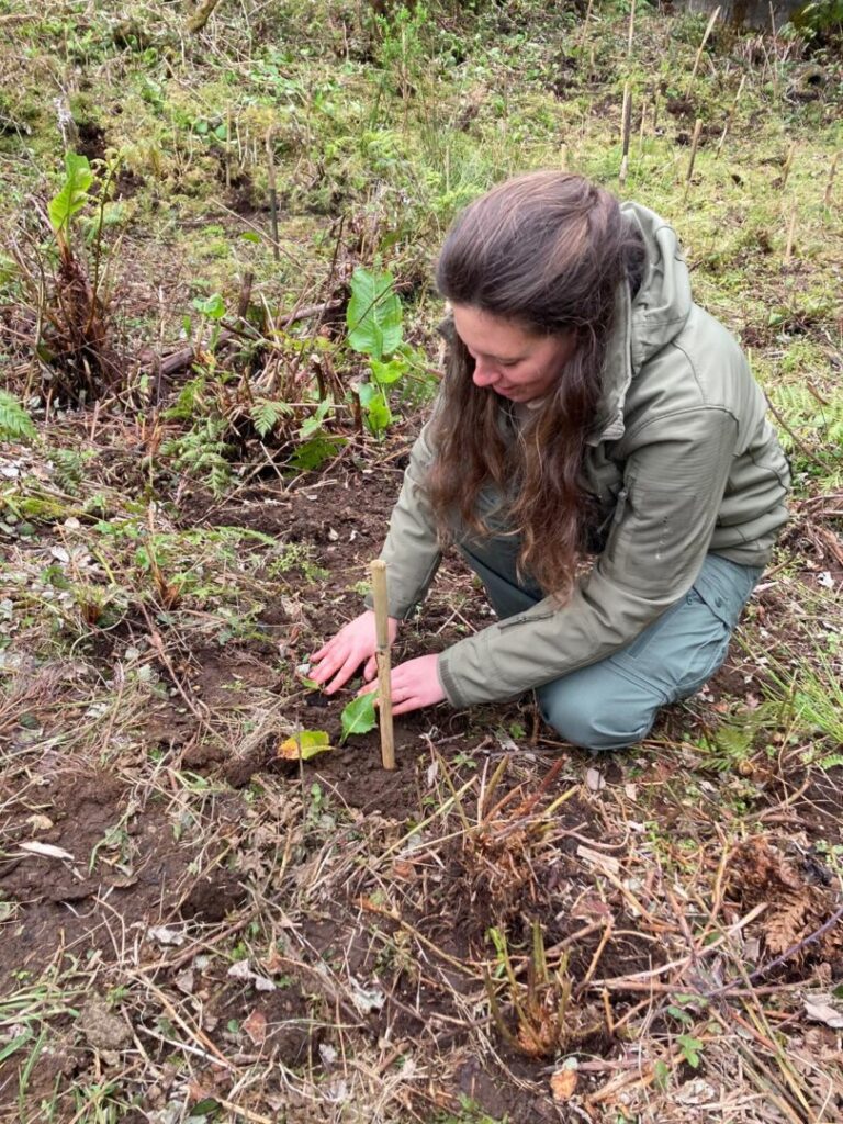 2026.04.15 – Plantação de Rumex azoricus na Microreserva do Cabeço dos Trinta – Faial